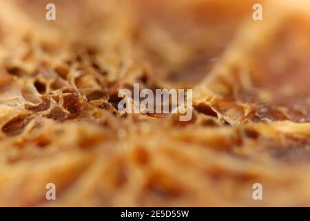 Primo piano di una pelle di zucca come si ruggisce Foto Stock