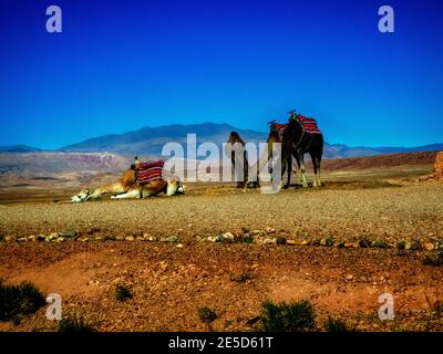 Tre cammelli nel deserto del Sahara, Marocco Foto Stock