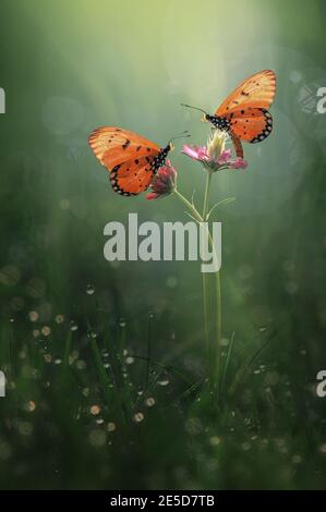 Due Farfalle su boccioli di fiori, Indonesia Foto Stock