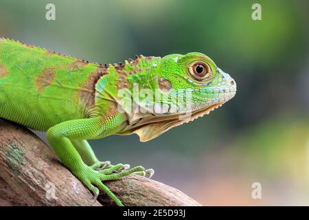 Ritratto di un iguana verde su un ramo, Indonesia Foto Stock