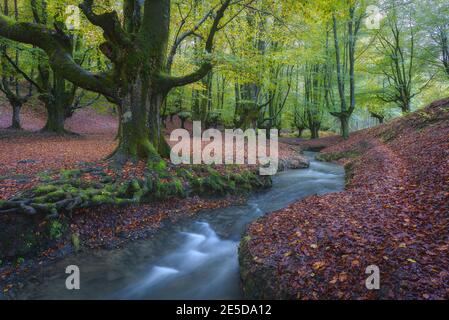 Fiume attraverso Hayedo de Otzarreta, Paesi Baschi, Spagna Foto Stock