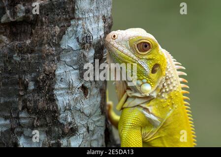 Primo piano di un iguana albino giallo su un albero, Indonesia Foto Stock