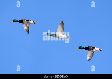 Mallard anatre al lago in inverno Foto Stock