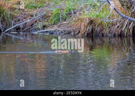 Primo piano di un simpatico Muskrat che nuota sul lago Tahoe Area del Nevada Foto Stock