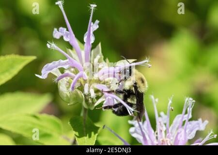 Bumblebee al Geode state Park nella contea di Henry, Iowa Foto Stock