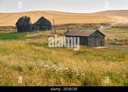 Agriturismo abbandonato e Barn Palouse Stato di Washington. Gli edifici abbandonati punteggiano il paesaggio nell'area di Palouse dello Stato di Washington, Stati Uniti. Foto Stock