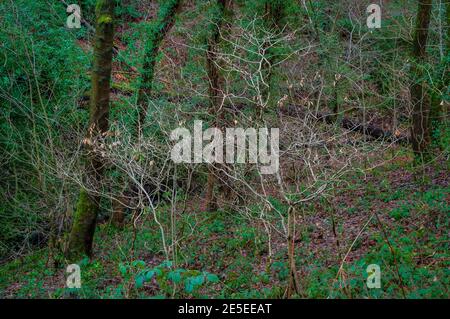 Piccoli alberi bianchi giovani su un ripido pendio in Leeshall Wood, antico bosco nella Valle senza piombo, Sheffield. Foto Stock