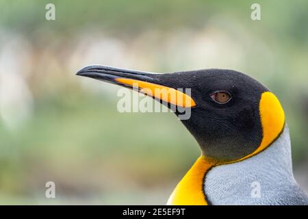 Un ritratto di un pinguino re a Cooper Bay, Georgia del Sud, con uno sfondo verde crema sfocato Foto Stock