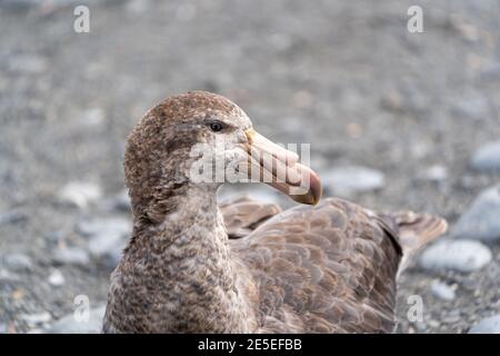 Un petrel gigante settentrionale sulla spiaggia della Georgia del Sud mantiene un occhio tagliente predatorio fuori per foca di pelliccia indebolita cuccioli e piccoli pulcini pinguini Foto Stock