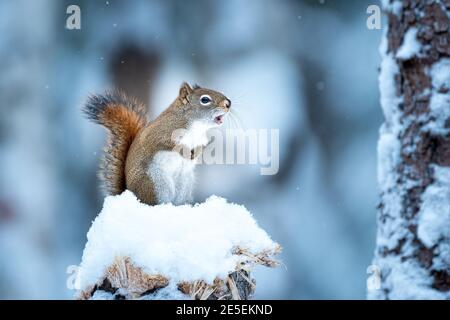 Scoiattolo rosso americano (Tamiasciurus hudsonicus) nella neve in cima ad un moncone Foto Stock