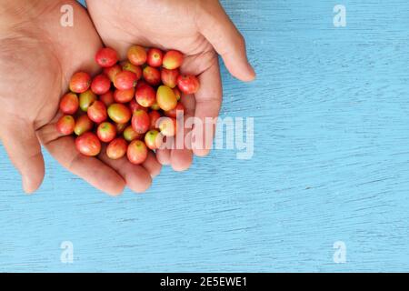 Vista dall'alto delle mani maschili del contadino che tengono bacche di caffè mature rosso brillante su sfondo blu. Foto Stock