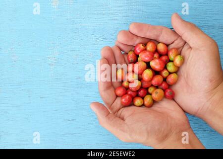 Vista dall'alto delle mani maschili del contadino che tengono bacche di caffè mature rosso brillante su sfondo blu. Foto Stock