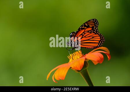 Una farfalla monarca si festica su un fiore di Zinnia. Foto Stock