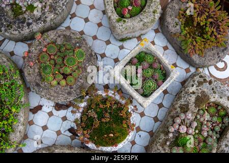 Raccolta di varie piante sempreverdi e succulenti nel giardino sul tavolo mosaico in contenitori di cemento fatti in casa con vari decorazioni in au Foto Stock