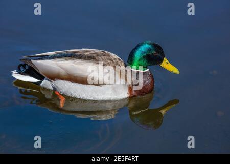 Anatra mallard maschile galleggianti in Silver Lake, Big Cottonwood Canyon, Wasatch Mountains, Utah Foto Stock