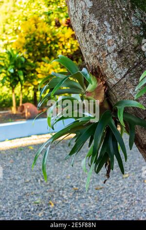 Staghorn Fern, plycerium bifurcatum, cresce su un albero a El Higuerito, Repubblica Dominicana. Foto Stock