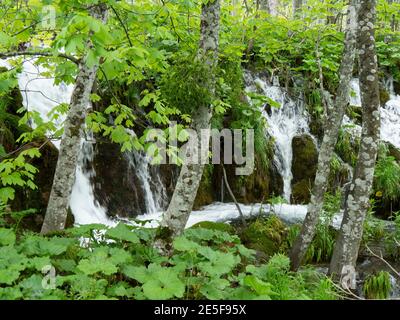 una piccola cascata in un bosco a plitvice laghi nazionali parco in croazia Foto Stock