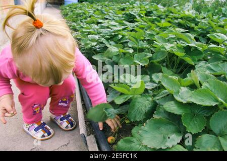 Bambino che raccoglie le fragole. I bambini possono scegliere la frutta fresca nella piantagione di fragole biologiche. Foto Stock