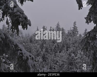 Vista del bizzarro paesaggio invernale di alberi congelati nella foresta di conifere innevata durante la giornata invernale foggosa vicino a Schliffkopf, Foresta Nera, Germania. Foto Stock