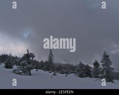 Bizzarro paesaggio invernale sul picco di Schliffkopf, Foresta Nera, Germania con neve profonda, alberi di conifere ghiacciati e silhouette di sole tra le nuvole. Foto Stock