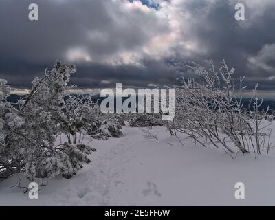 Sentiero escursionistico con impronte in neve profonda tra cespugli congelati e conifere nei pressi di Schliffkopf, Germania con vista panoramica sulla Foresta Nera. Foto Stock