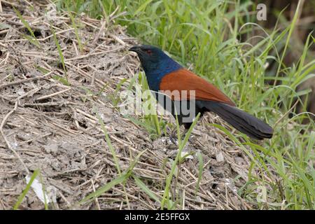 Greater Coucal (Centropus bengalensis), vista laterale, vicino alla Riserva Naturale di mai po, nuovi territori, Hong Kong, Cina 28 marzo 2016 Foto Stock