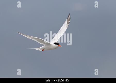 Roseate Tern (Sterna dugalli), adulto in volo, vista frontale, MIRS Bay, Hong Kong 3 agosto 2016 Foto Stock