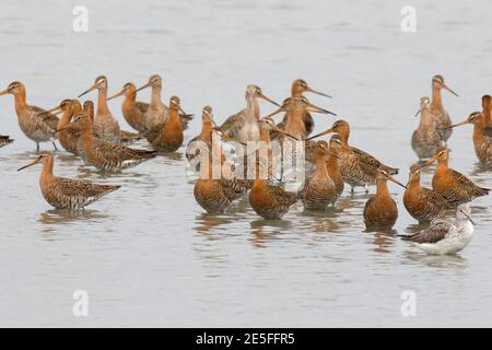 Godwit dalla coda nera (Limosa lapponica), gregge in rampini di marea, mai po Riserva Naturale, nuovi territori, Hong Kong, Cina 29 aprile 2016 Foto Stock