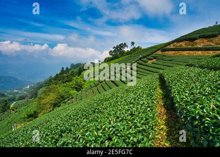 Piantagione agricola di tè, pulito e fresco la mattina presto. Tè, bambù, albero di betel nut, migrazione bestiame Egret, Chiayi County Meishan Township featurur Foto Stock