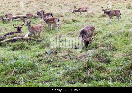 Una mandria di cervi a riposo pascolano pacificamente in un lussureggiante prato verde, mostrando la loro bellezza naturale ed eleganza in un tranquillo ambiente di campagna. Foto Stock