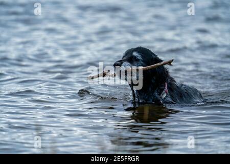 Ritratto di felice sorridente Black Dog mentre si preleva Stick in acqua presso il lago. Un vecchio Golden Retriever e Border Collie Mix. Foto Stock