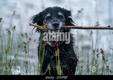 Ritratto di felice sorridente Black Dog mentre si preleva Stick in acqua presso il lago. Un vecchio Golden Retriever e Border Collie Mix. Foto Stock