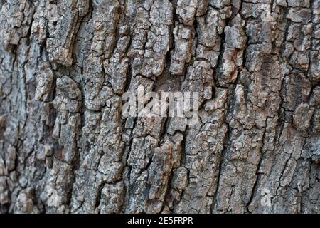 Corteccia scaly plate furrowed, Noce Nero Meridionale, Juglans californica, Juglandaceae, albero nativo, Temescal Gateway Park, Santa Monica Mountains. Foto Stock