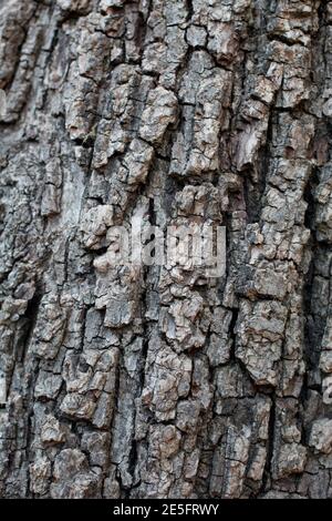 Corteccia scaly plate furrowed, Noce Nero Meridionale, Juglans californica, Juglandaceae, albero nativo, Temescal Gateway Park, Santa Monica Mountains. Foto Stock