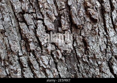 Corteccia scaly plate furrowed, Noce Nero Meridionale, Juglans californica, Juglandaceae, albero nativo, Temescal Gateway Park, Santa Monica Mountains. Foto Stock