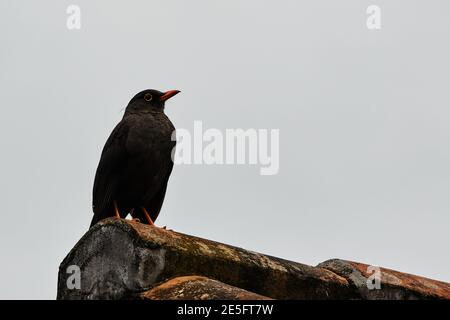 Mirlo cerca cibo su un tetto di paglia. Foto Stock