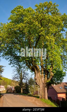 Big Old Chestnut Tree(Aesculus hippocastanum) sul bordo di una strada del villaggio Foto Stock