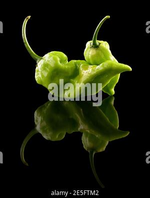 Pepe fantasma maturo e verde molto caldo su sfondo nero Foto Stock