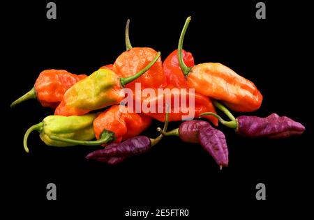 Pepe fantasma maturo e verde molto caldo su sfondo nero Foto Stock