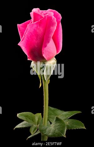Fuoco profondo della rosa rossa isolata su sfondo nero per giorno di valantina Foto Stock