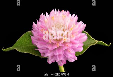 Primo piano Globe Amaranth o Bachelor Button testa fiore isolato su sfondo nero Foto Stock