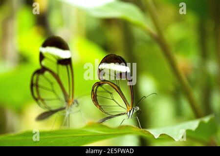 Due farfalle greta oto su foglia di albero verde. Nessuna gente Foto Stock