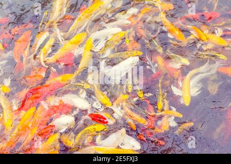 Pesci Koi colorati che nuotano, natura Foto Stock