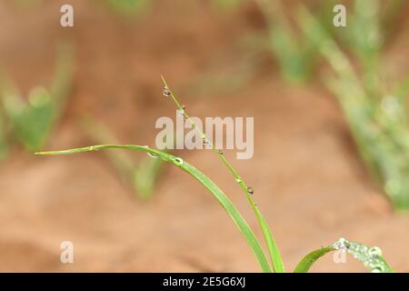 Macro vista della goccia di rugiada su verde erba foglia, gocce d'acqua sfondo. india Foto Stock