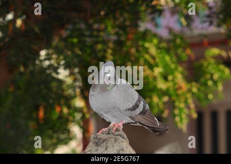 Un uccello piccione seduto su una roccia, primo piano di UN piccione dove carta da parati , india Foto Stock