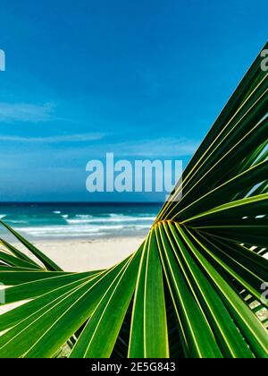 Concetto di viaggio. Foglia di palma verde da vicino su un'isola tropicale. Il mare è sullo sfondo. Cielo blu chiaro e sabbia bianca sullo sfondo. Copia spa Foto Stock