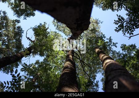 Foglie di nocciola manchuriana. Tronco di albero. Spessi densi Foto Stock