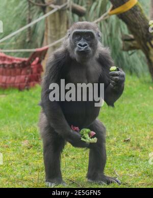 Zoo appelli per l'aiuto con il costo di shopping per gli amanti del veggie più selvaggi di Londra come Veganuary arriva ad una fine. Costa £1 milione al mese per nutrire e curare i 20.000 animali sia a Londra che a Whipsnade Zoos , questo è un sacco di soldi in quanto le porte sono chiuse al pubblico a causa del blocco . ZSL London Zoo's Chief Officer Kathryn England ha detto, stiamo chiedendo al pubblico ancora una volta per sostenere la nostra continua cura degli animali durante questo terzo blocco - il nostro fundraiser , lanciato da Sir David Attendborough , è in diretta a www.zsl.org/donate e la gente può contribuire qualsiasi importo per aiutare ... Foto Stock