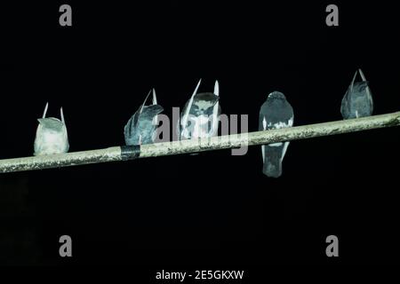 Cinque Pigeons si siedono sulla parte superiore e un tubo appeso dentro cielo notturno nero Foto Stock