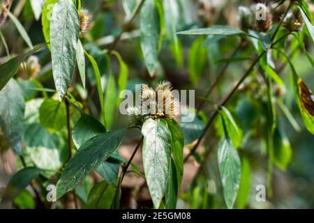 Dipsacus pilosus o piccolo erba verde Teasel chiamato anche Caprifoliaceae Foto Stock